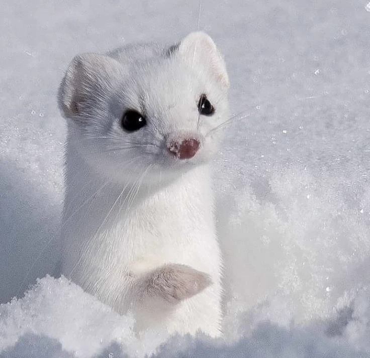 Draco Malfoy (ferret) thumbnail