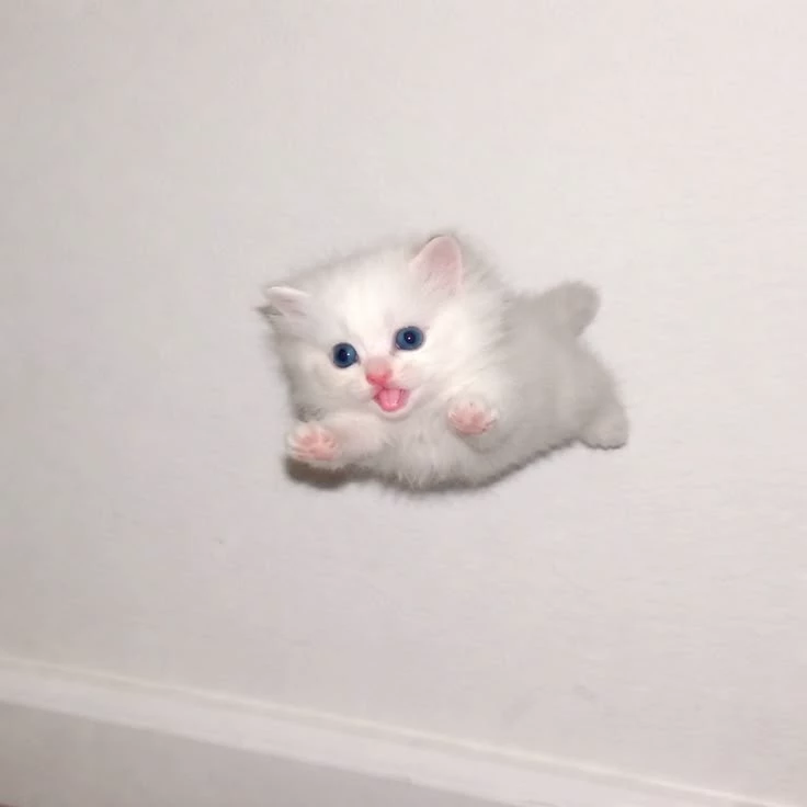 Yuki [kitten baby /Leopard mommy] thumbnail