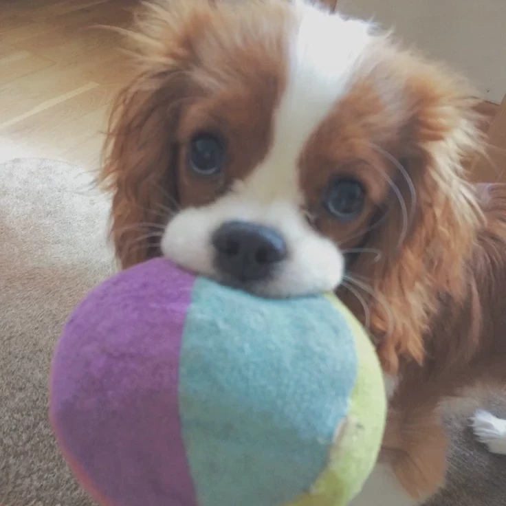 Bella