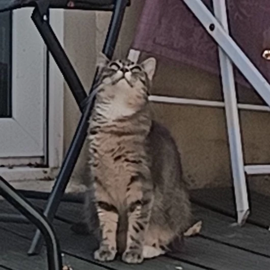 Max