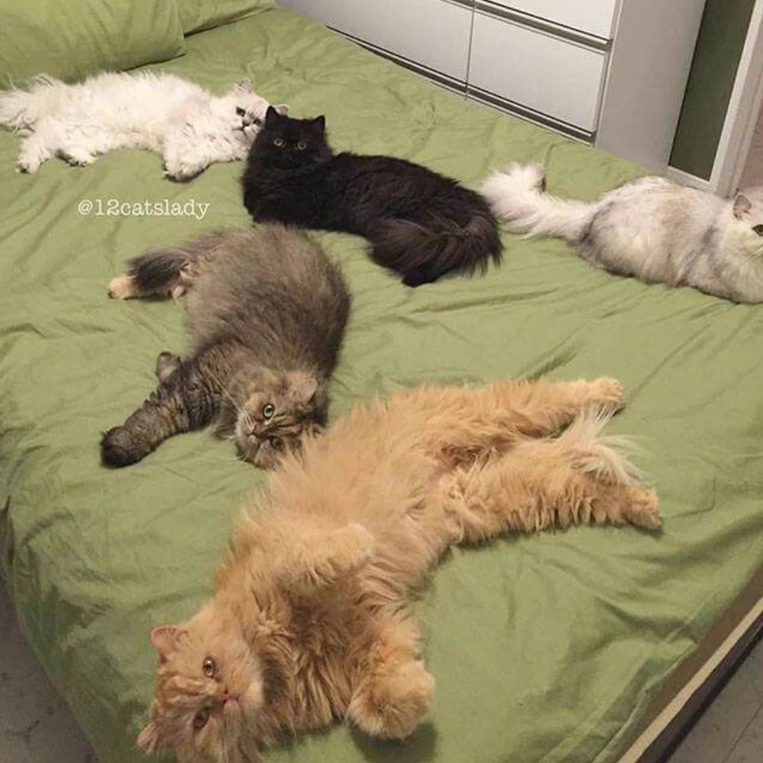 Cats thumbnail