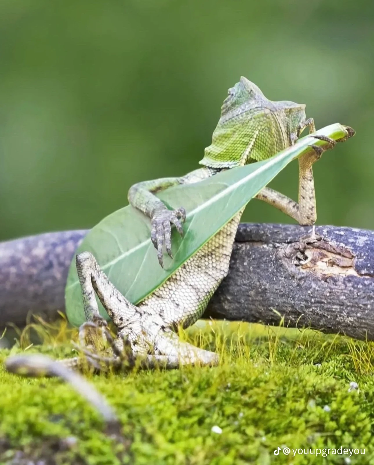 lizard thumbnail