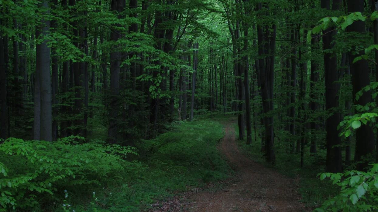 İnside the Forest thumbnail