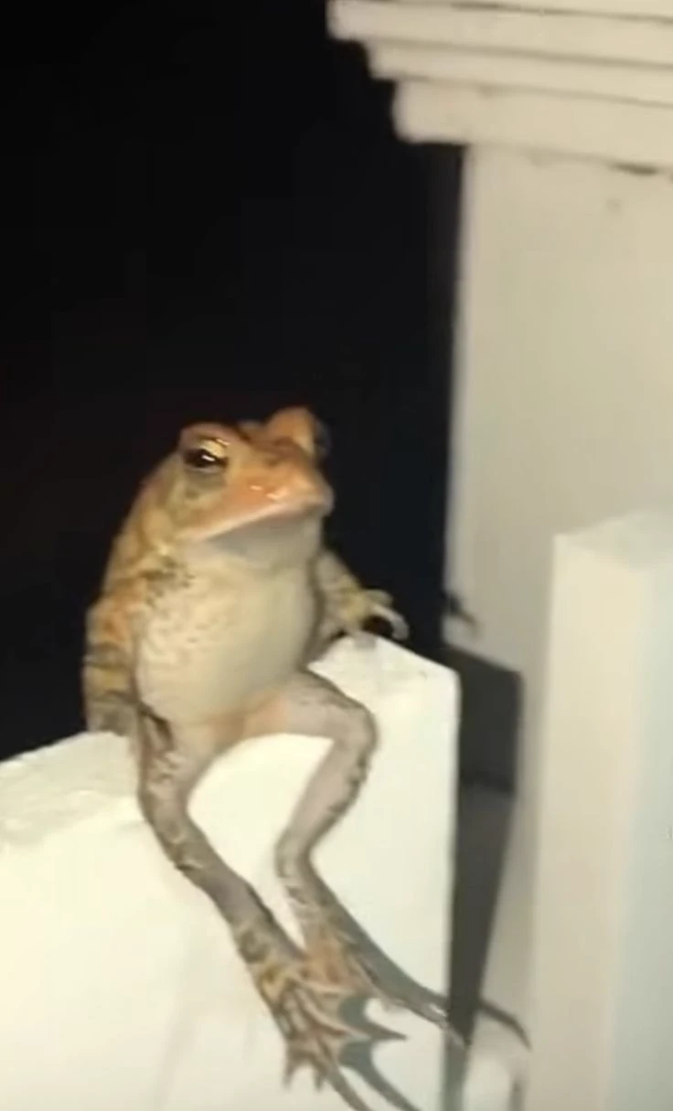Gregory The Cool Frog thumbnail