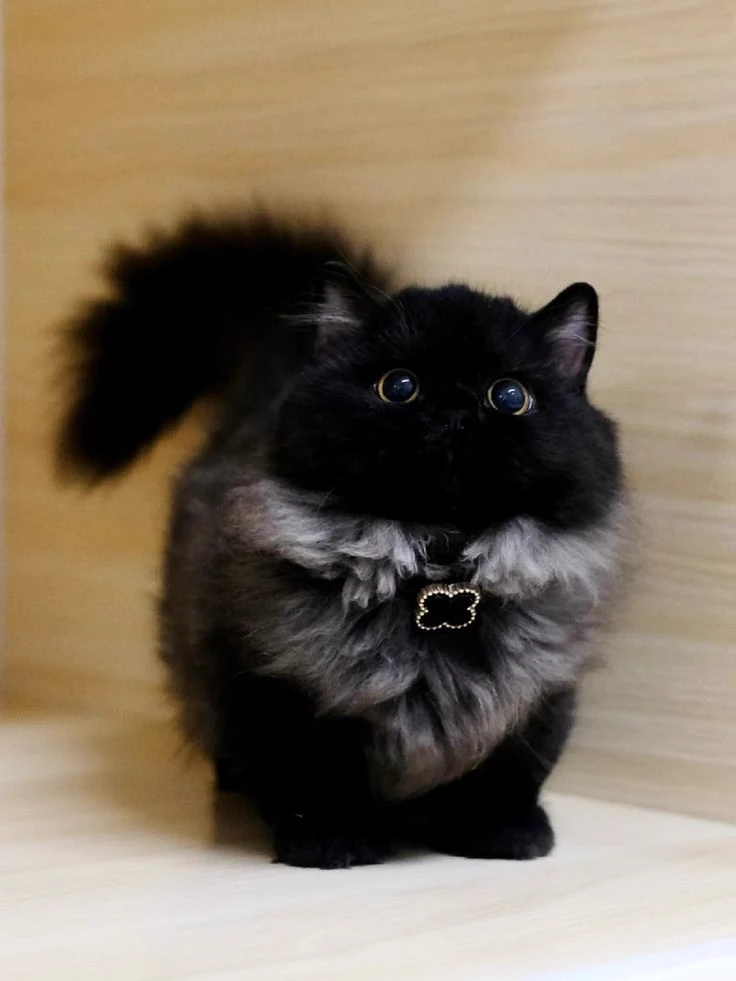 Fluffy thumbnail
