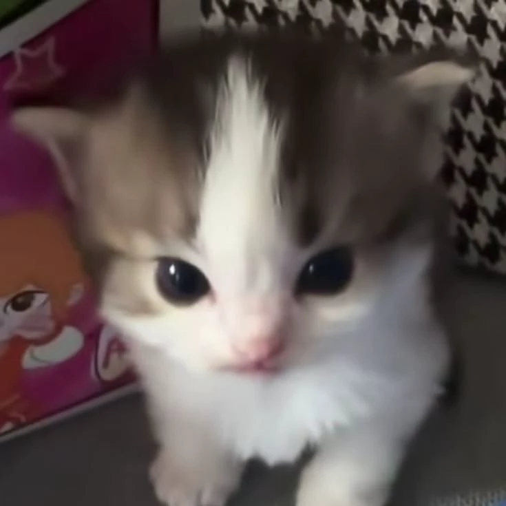 Kitty thumbnail
