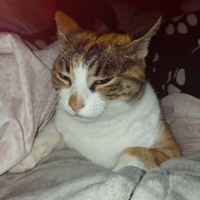 the cat