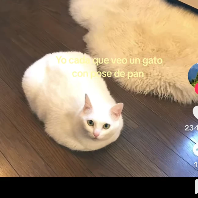 Moon Michu pan 