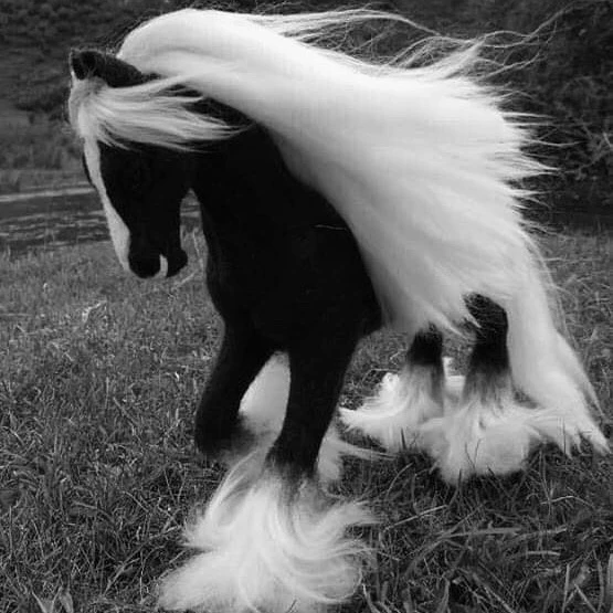 Horse thumbnail