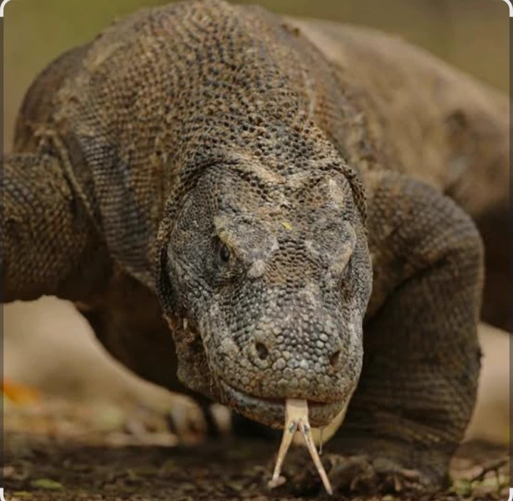 Komodo dragon pet! thumbnail