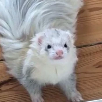 4TAILS