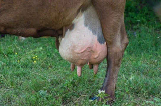 cow thumbnail