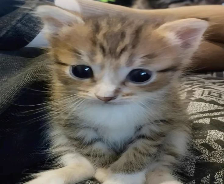 Meow thumbnail