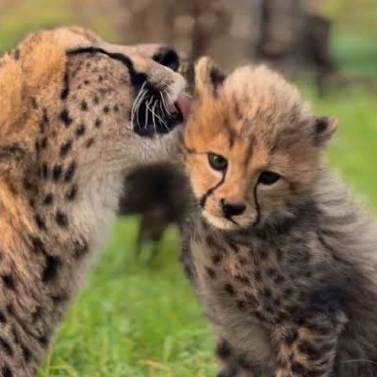 Cheetah life.  thumbnail