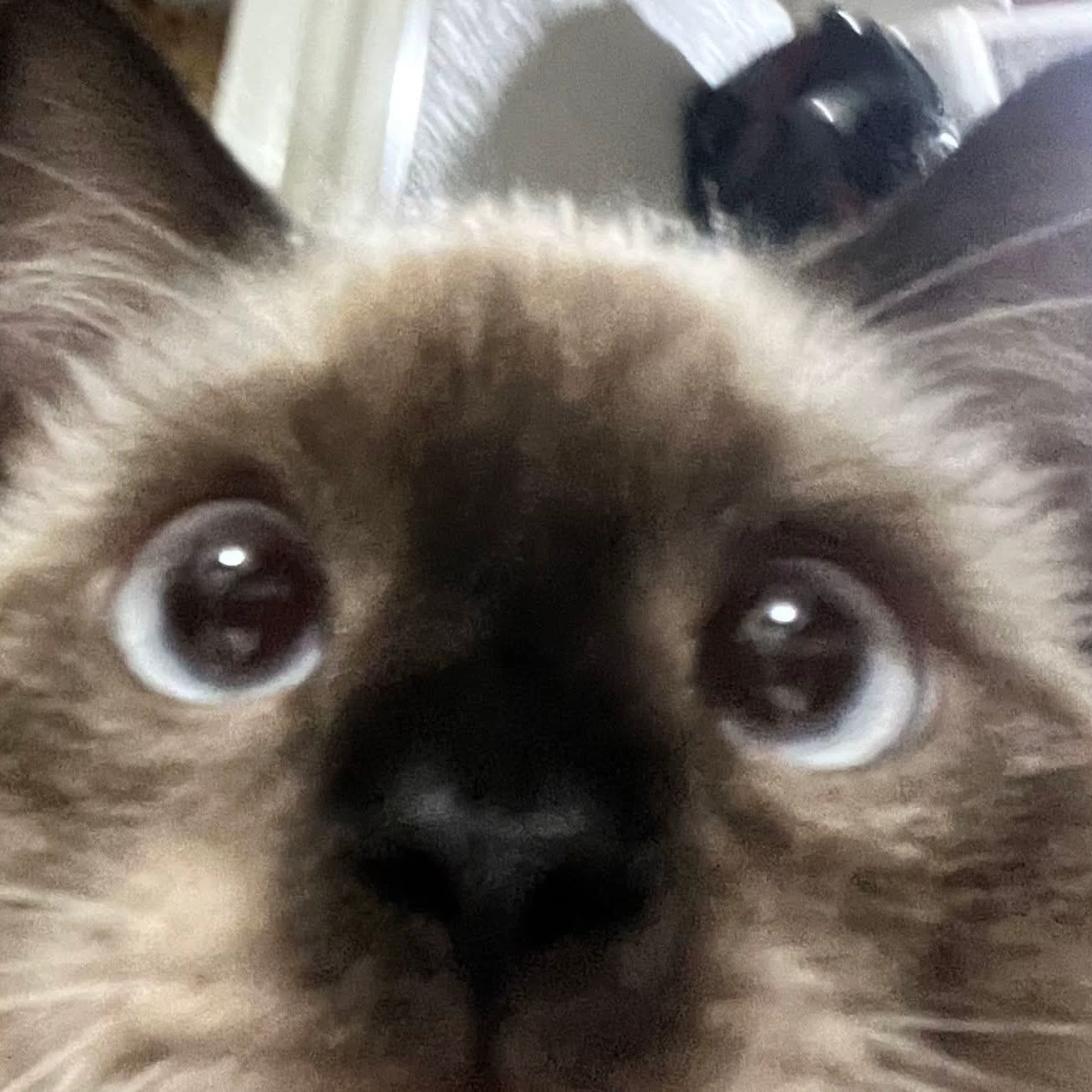 Ali
