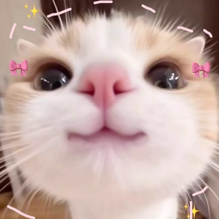 MEOW! thumbnail