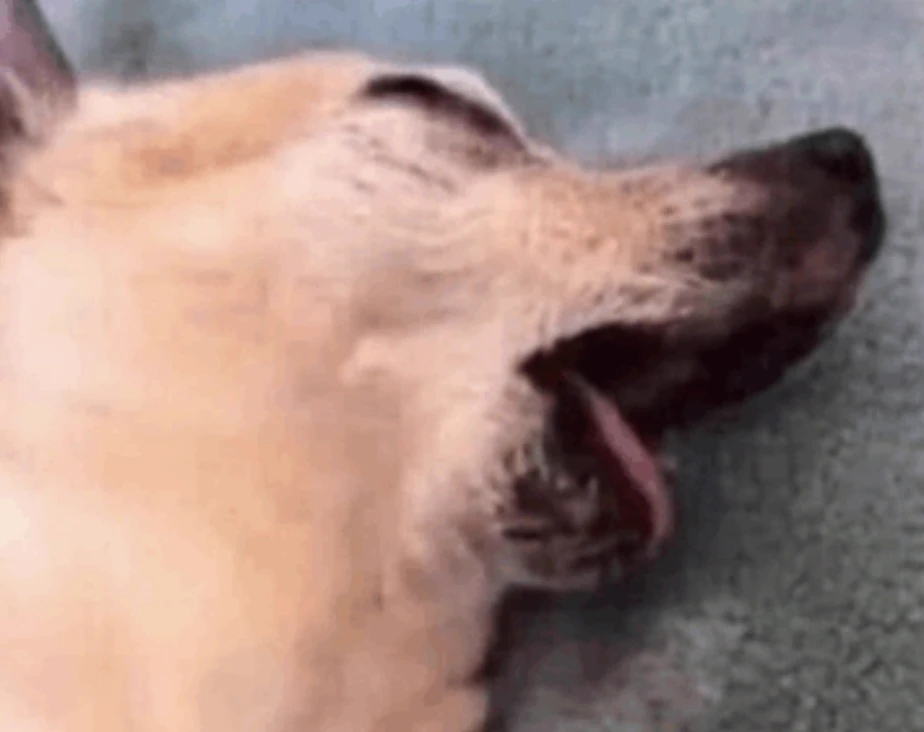 your dog thumbnail