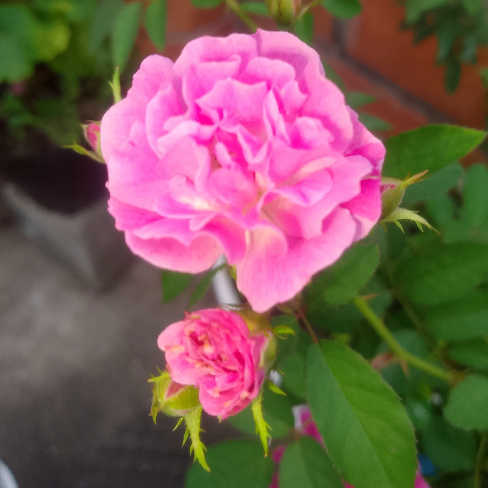 Orialis 