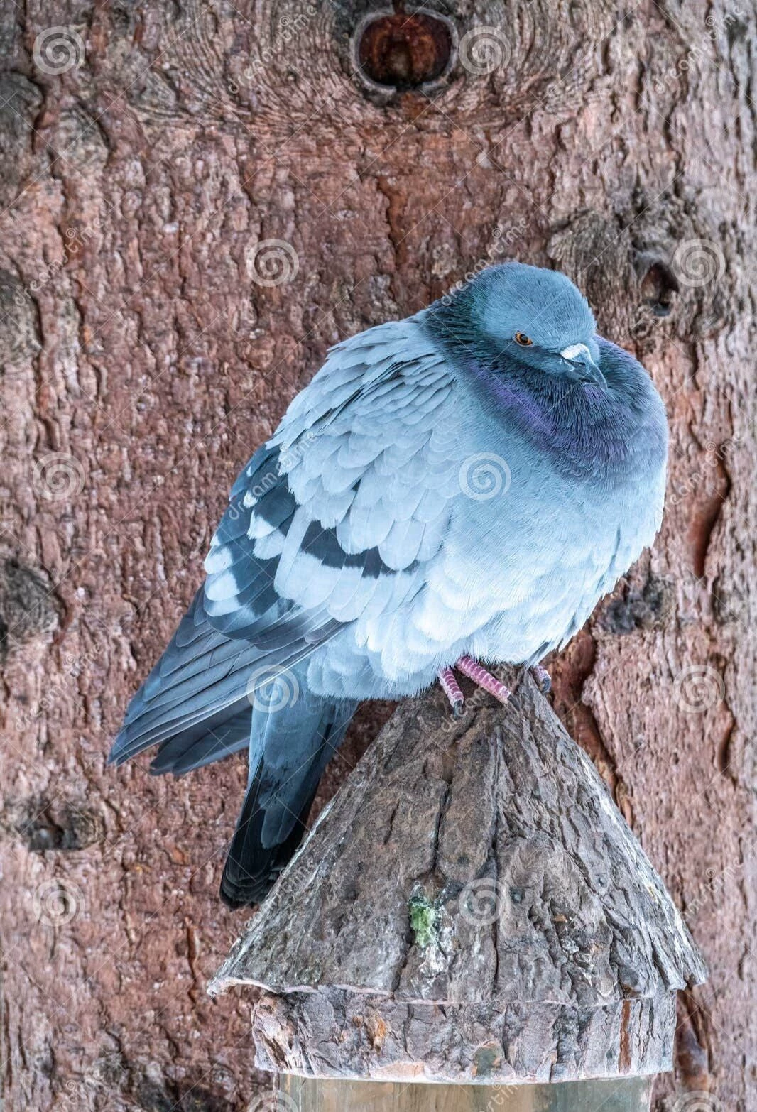 Obese pigeon thumbnail