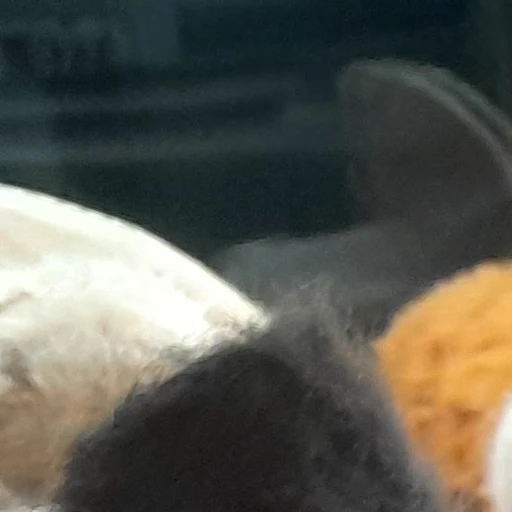 Best friend. thumbnail