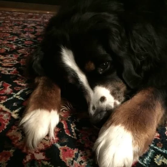 Pip the Wapiti Dog thumbnail