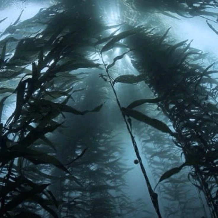 Atlantis thumbnail