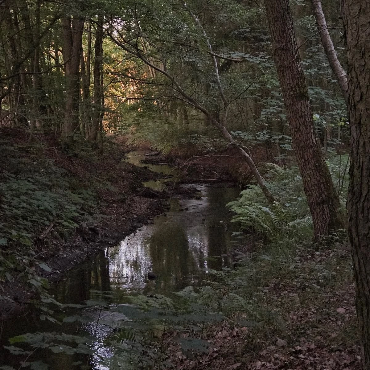 Forest hider. thumbnail