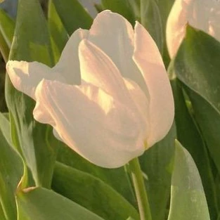 Duru 