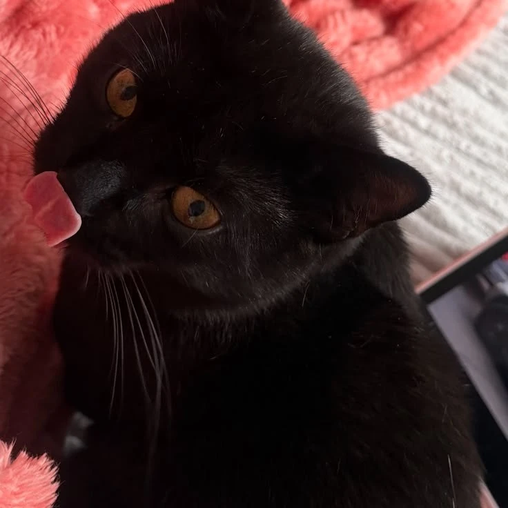 Mollie