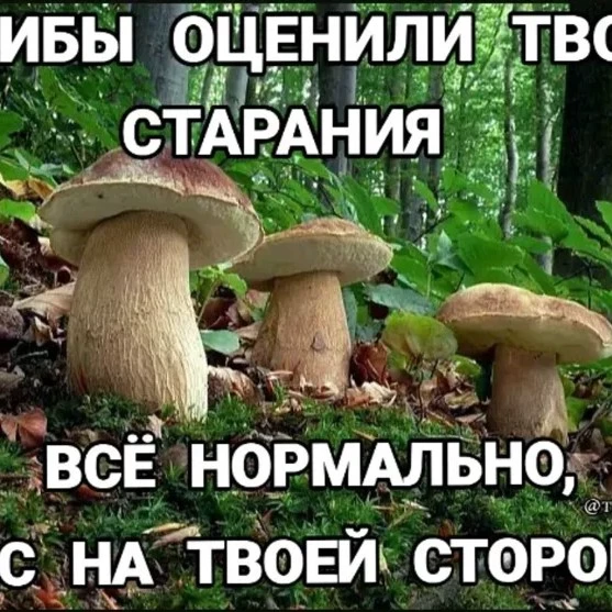 Мисс Шавуха