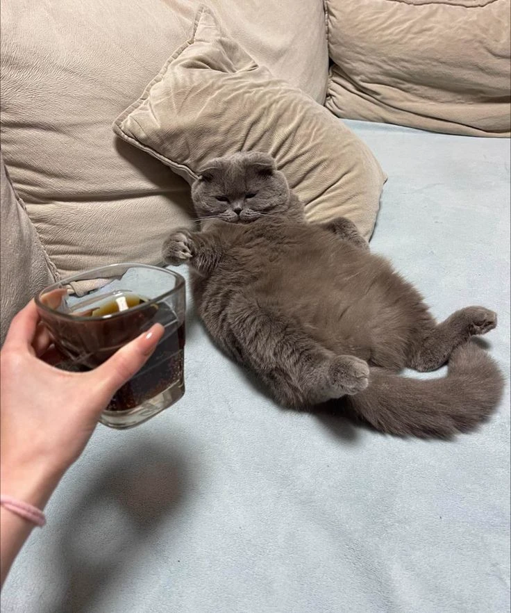 your needy kitten thumbnail