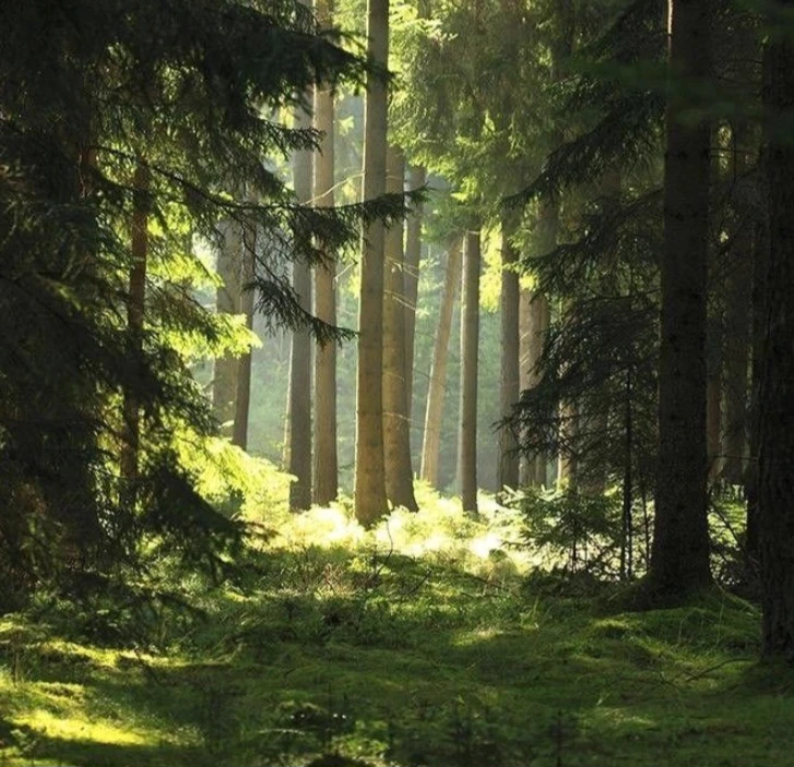 rp forest thumbnail