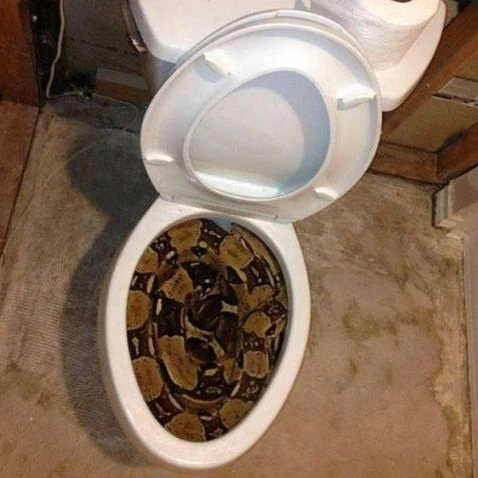 Snake thumbnail