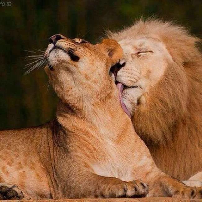Wild Pride \| Life of a Lion Cub thumbnail