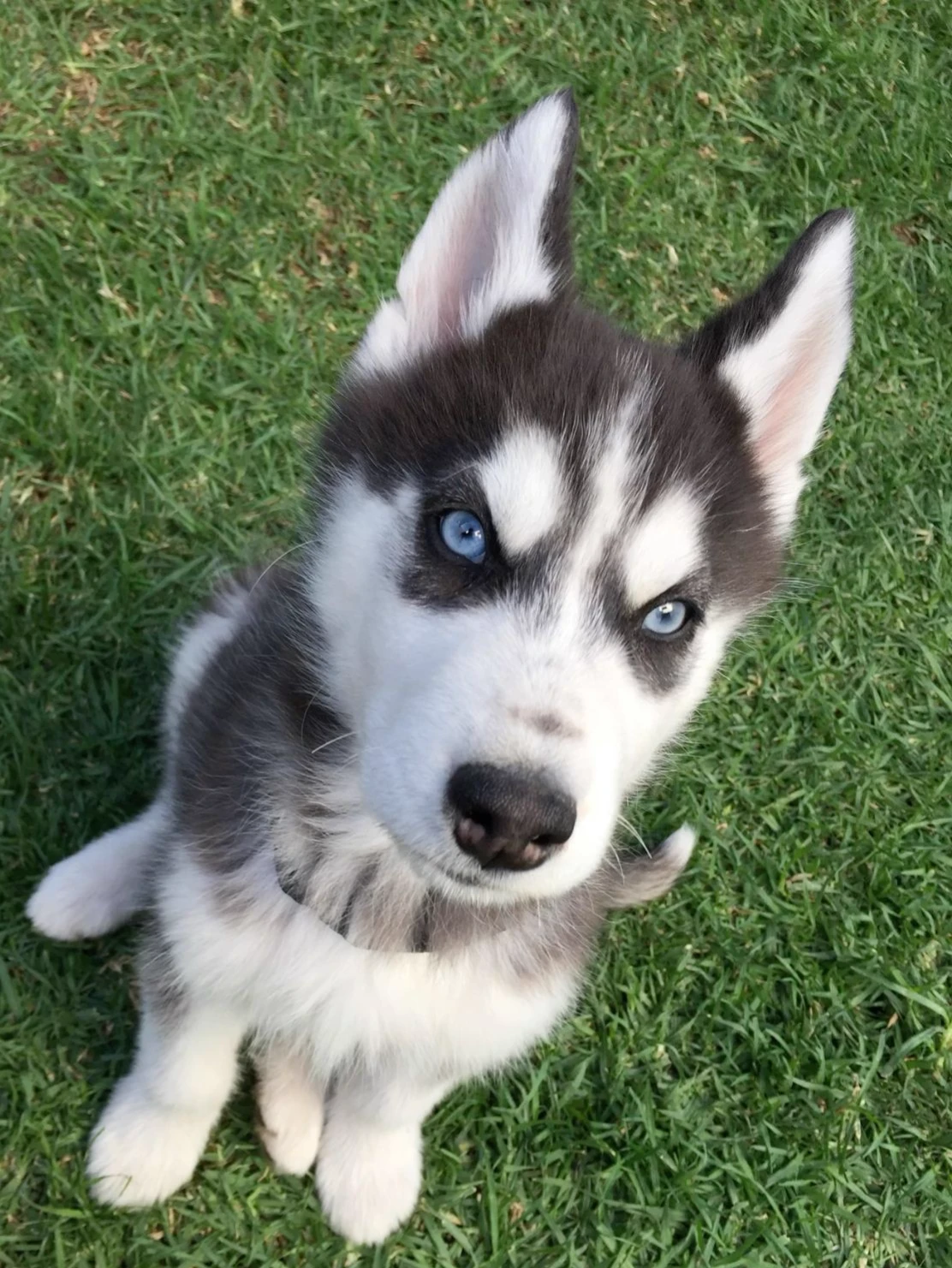 You are the owner of the puppy thumbnail
