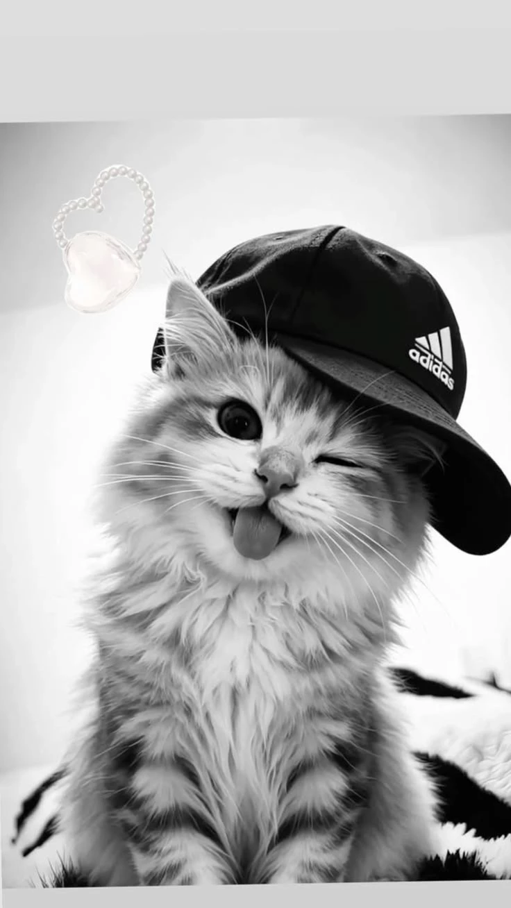 Kitten thumbnail