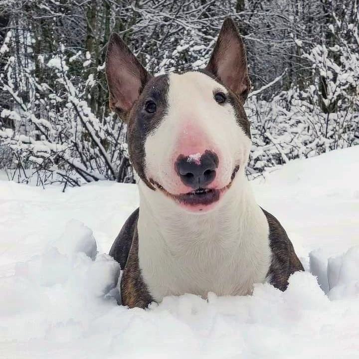 Bull terrier