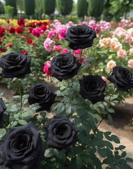 🌹Rp.🌹 thumbnail
