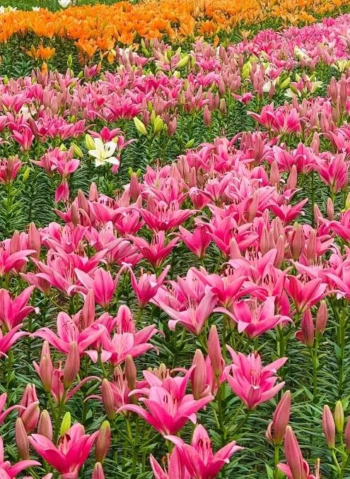 Rp.🌷🌷 thumbnail