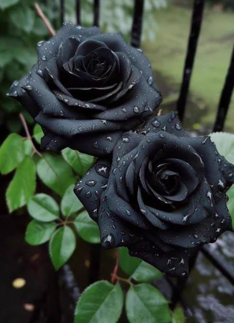 dunia penuh kekerasan🌹🥀🖤 thumbnail