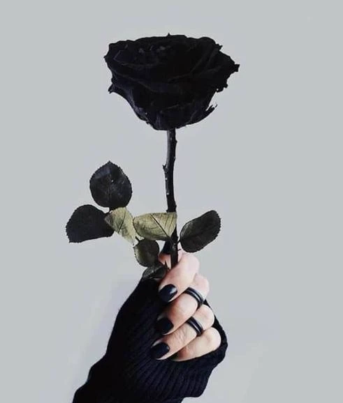 Rp. 🖤🌹 thumbnail