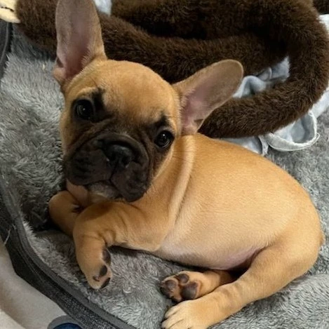 puggy