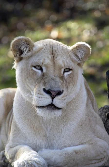 Lioness (Vore)  thumbnail