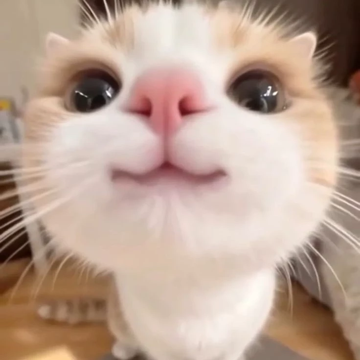Kaizo
