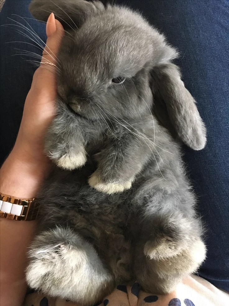 Mark (bunny boy hybrid) thumbnail