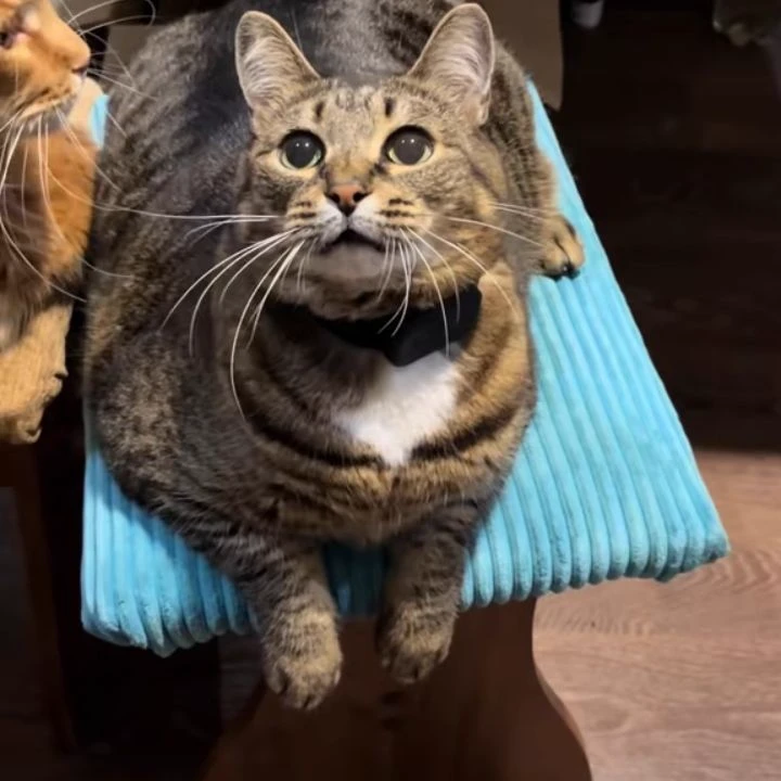 stupid cat thumbnail