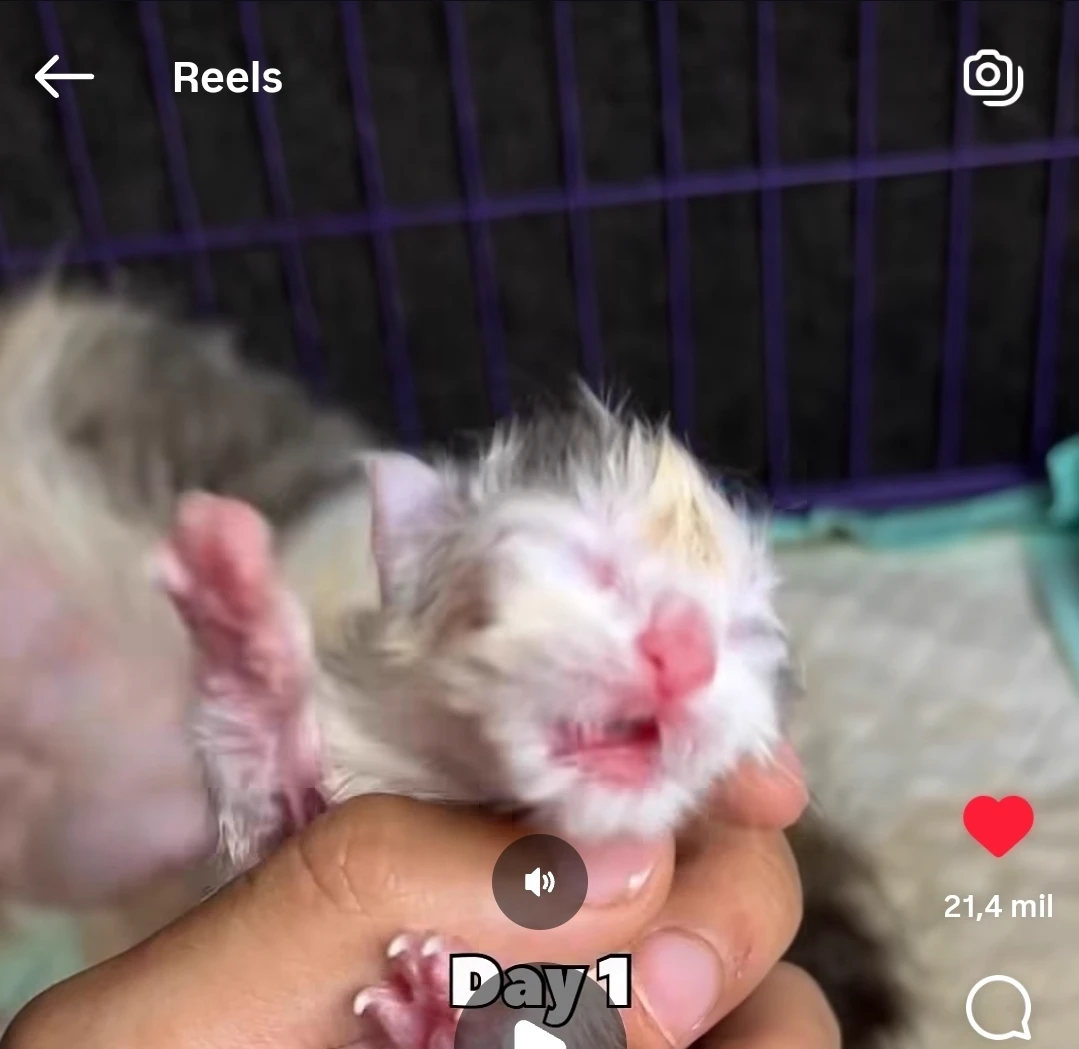 kitten thumbnail