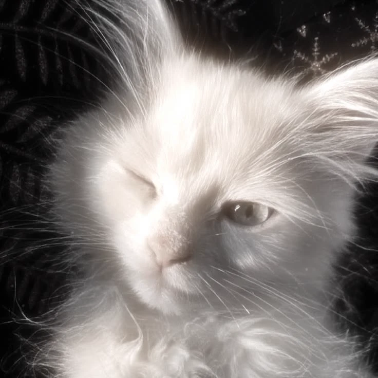 Ezen Kila- Owner × Pet {User} thumbnail