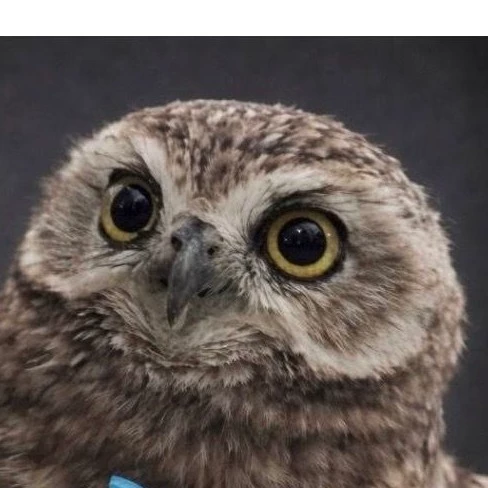 Ciro