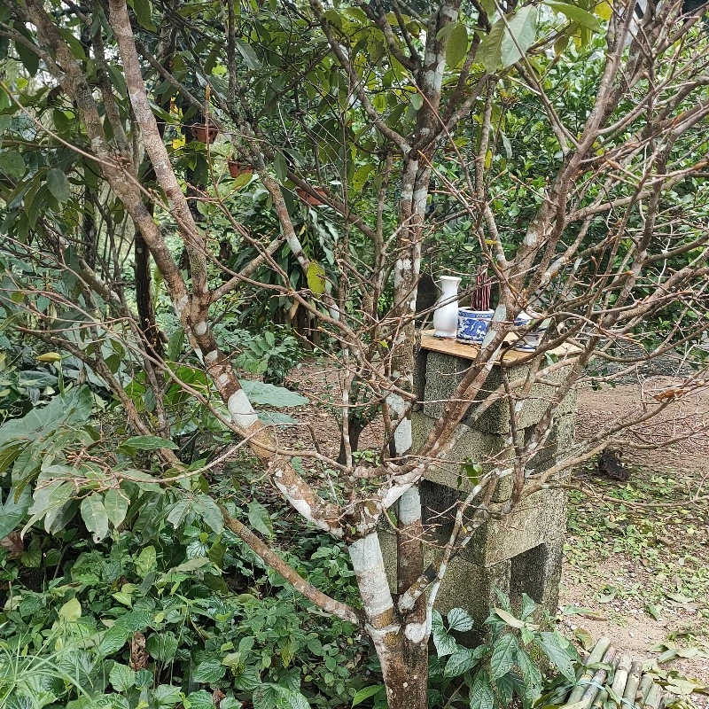 Nhược thủy tam thiên
